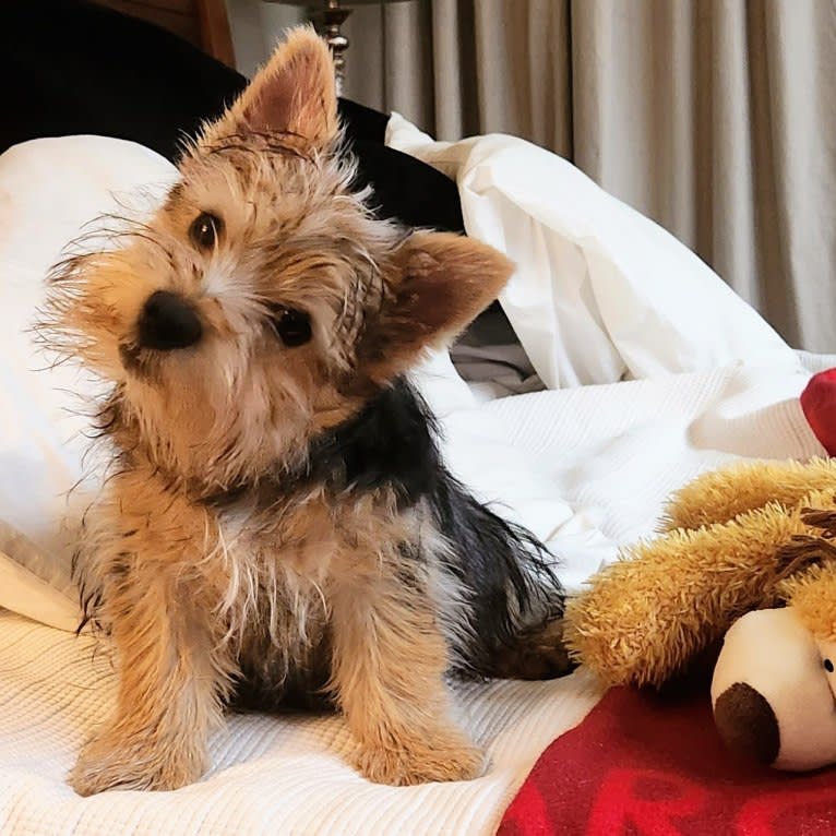 Keegan, a Norwich Terrier tested with EmbarkVet.com