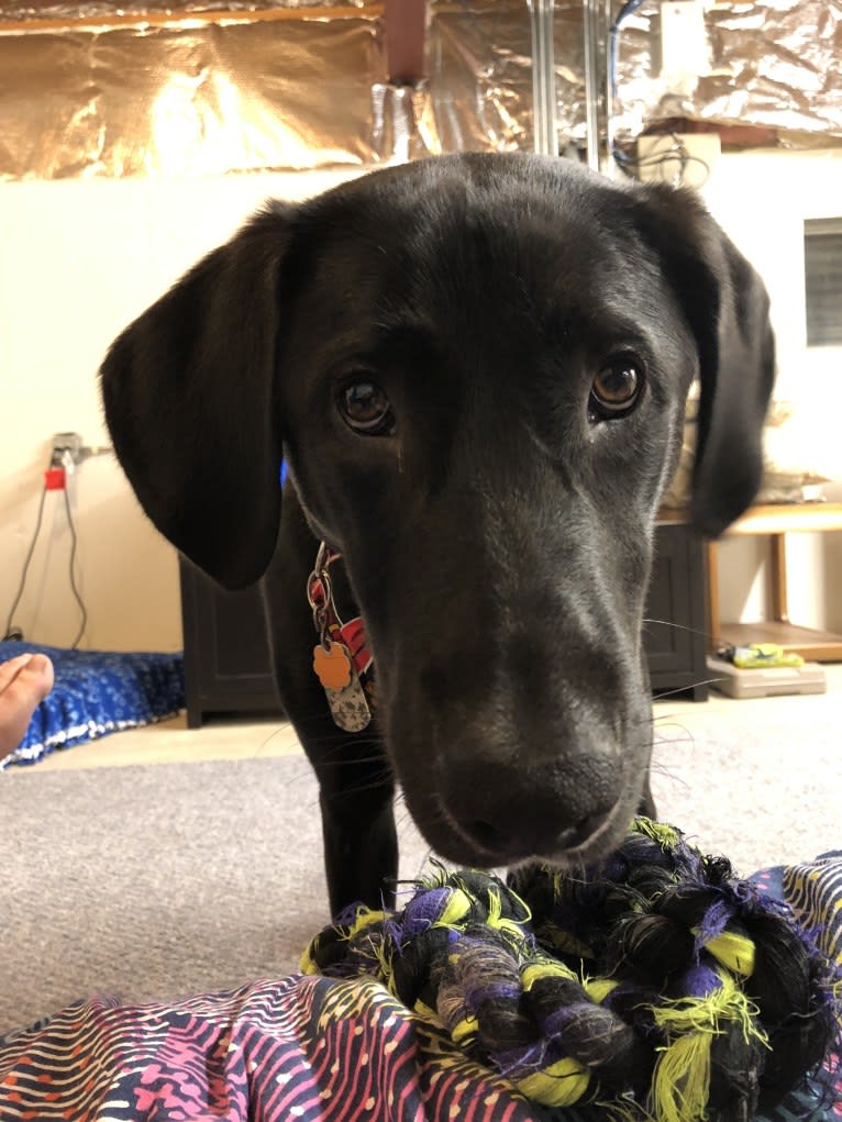 Thor, a Labrador Retriever and Great Pyrenees mix tested with EmbarkVet.com