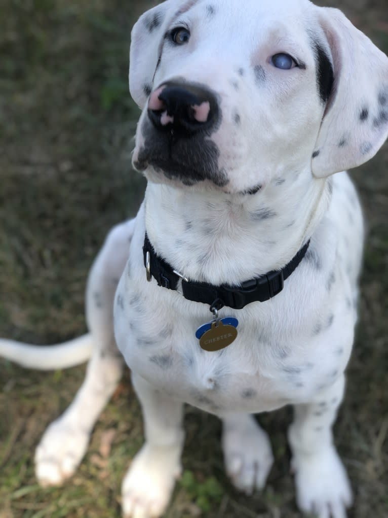 Chester, a Beagle and American Pit Bull Terrier mix tested with EmbarkVet.com