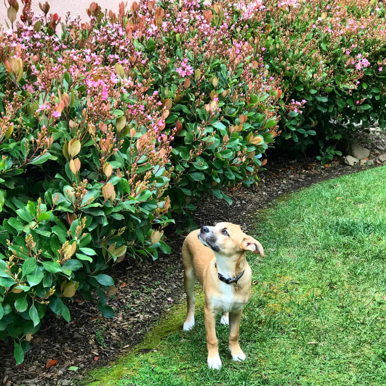 Kobe, a Chihuahua and American Pit Bull Terrier mix tested with EmbarkVet.com