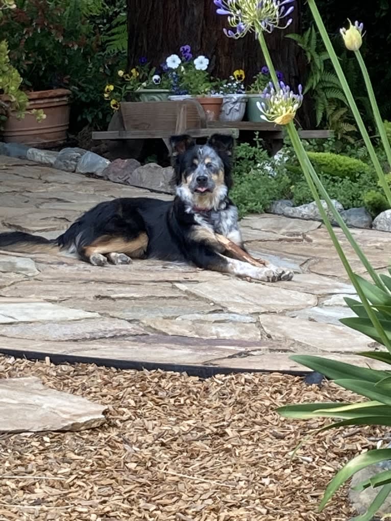 Tallulah, an Australian Cattle Dog and American Pit Bull Terrier mix tested with EmbarkVet.com