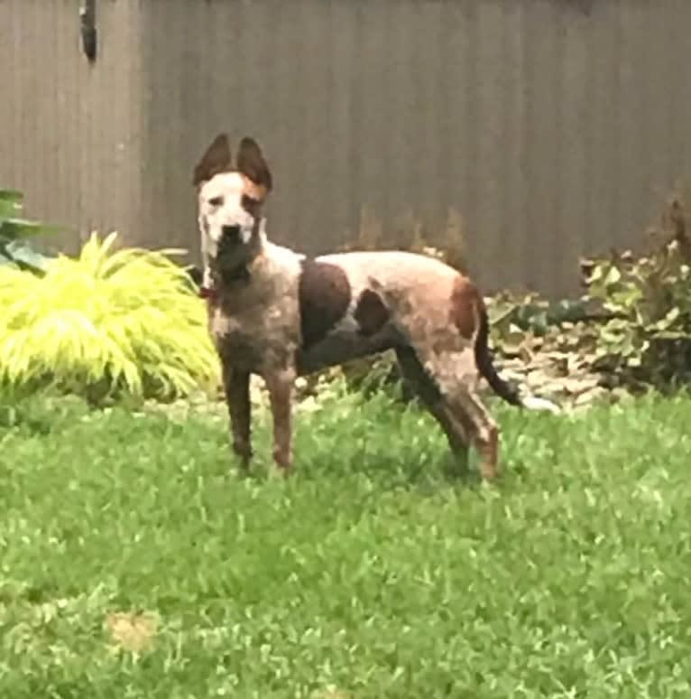 EmmyLou, an Australian Cattle Dog and American Pit Bull Terrier mix tested with EmbarkVet.com