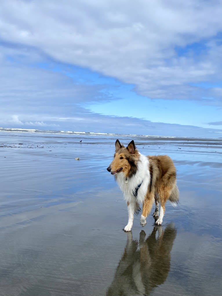 Memphis, a Collie tested with EmbarkVet.com