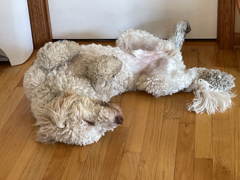 Orie, a Goldendoodle tested with EmbarkVet.com