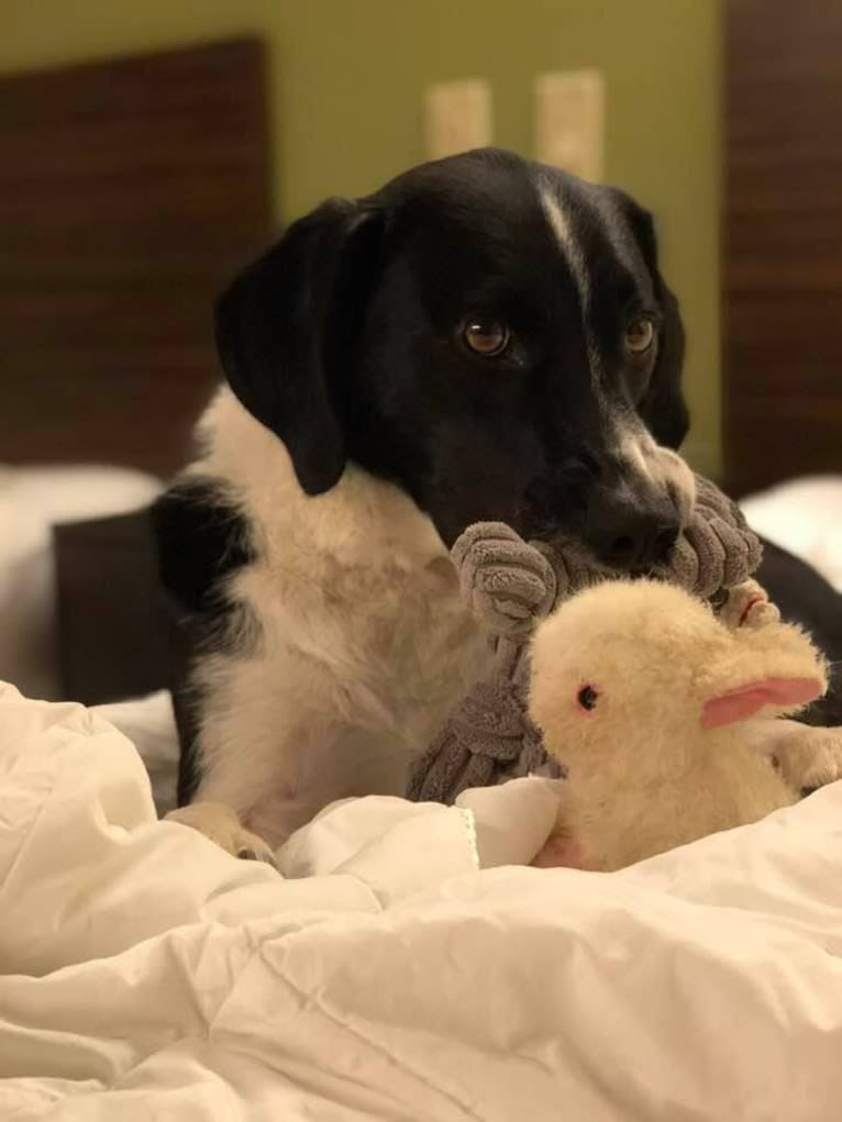 Alfie, an American Foxhound and Labrador Retriever mix tested with EmbarkVet.com