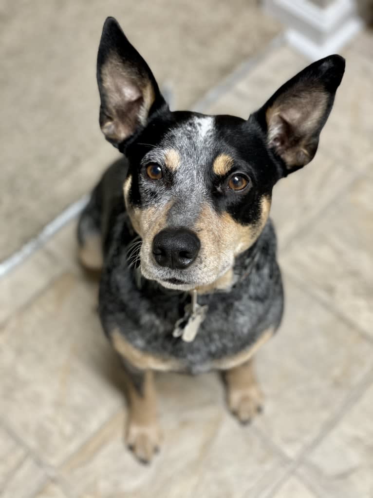 Geo, an Australian Cattle Dog and Rat Terrier mix tested with EmbarkVet.com