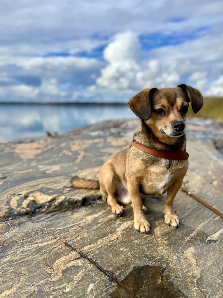 Topolino, an Eastern European Village Dog tested with EmbarkVet.com