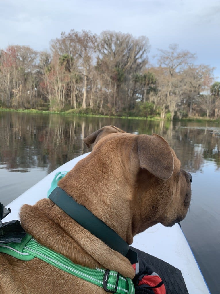 Gus, an American Bully and American Bulldog mix tested with EmbarkVet.com