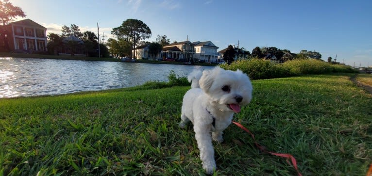 Franklin, a Maltese and Poodle (Small) mix tested with EmbarkVet.com