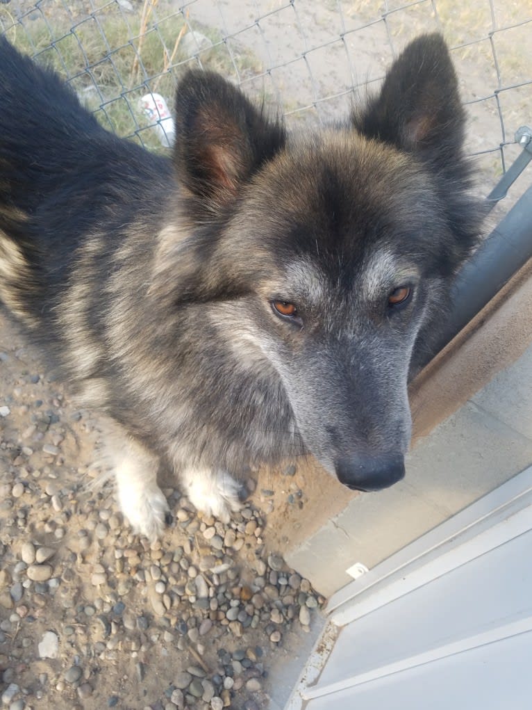 Brutus, a German Shepherd Dog and Siberian Husky mix tested with EmbarkVet.com