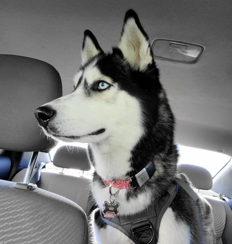 Teyla, a Siberian Husky tested with EmbarkVet.com