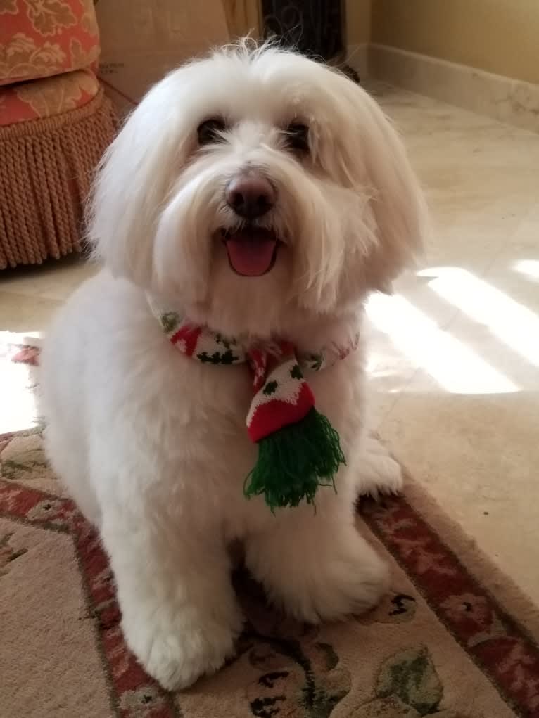 Snowy, a Poodle (Small) and Chihuahua mix tested with EmbarkVet.com