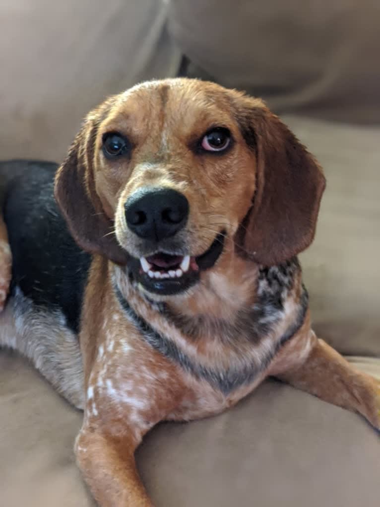 Ethan, a Beagle and Chinese Shar-Pei mix tested with EmbarkVet.com