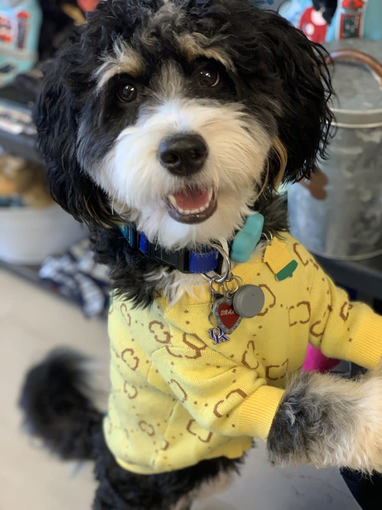 Drake, a Bernese Mountain Dog and Poodle (Small) mix tested with EmbarkVet.com