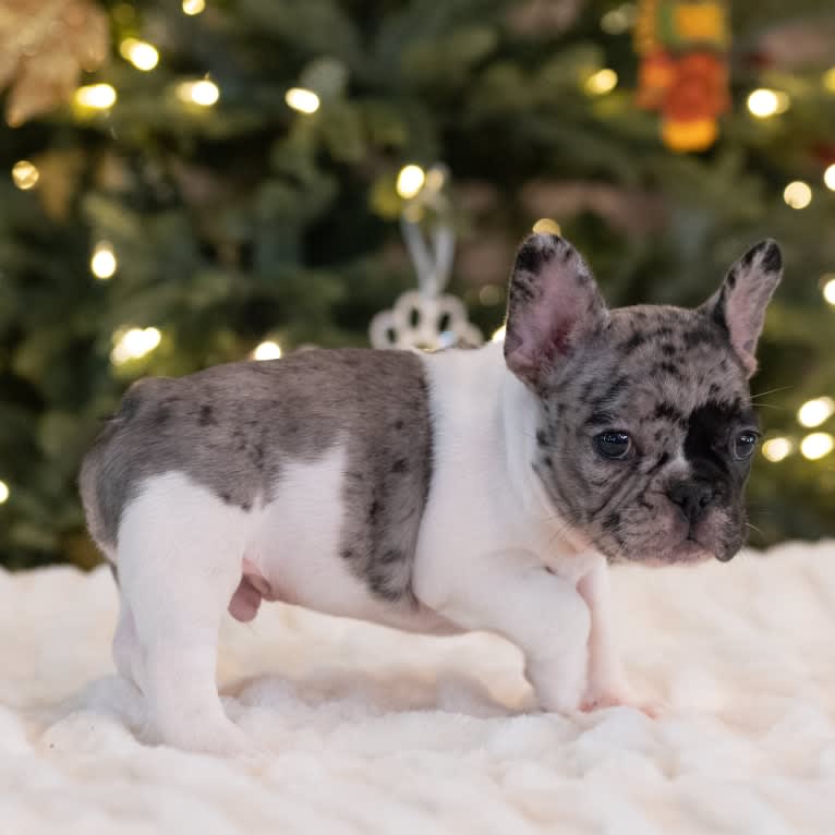 Macho, a French Bulldog tested with EmbarkVet.com