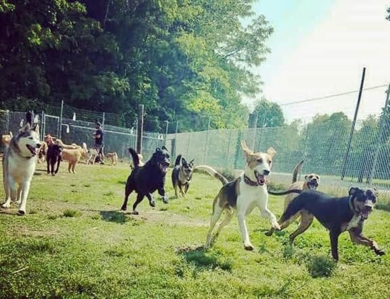 Riggins, an American Foxhound tested with EmbarkVet.com