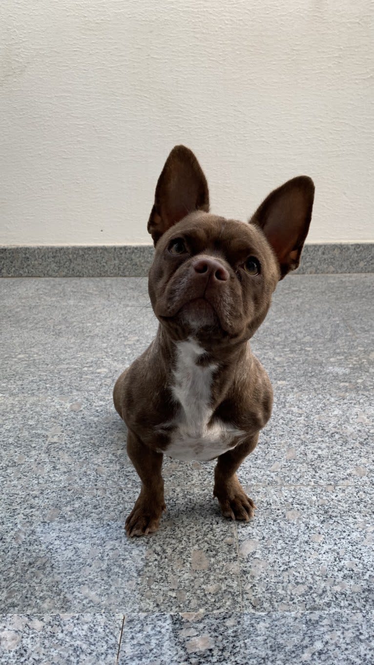 Kiki, a French Bulldog and Chihuahua mix tested with EmbarkVet.com