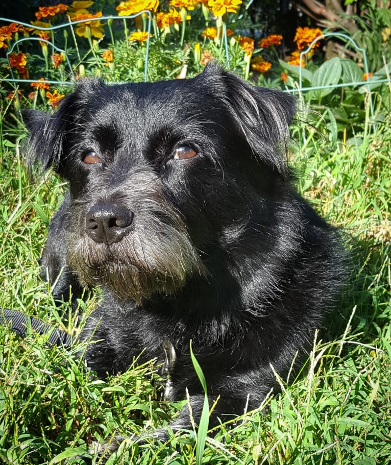 Little Bear, an Australian Cattle Dog and Shih Tzu mix tested with EmbarkVet.com