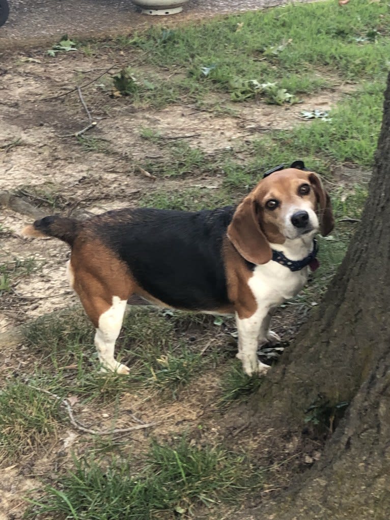 Holly, a Beagle tested with EmbarkVet.com