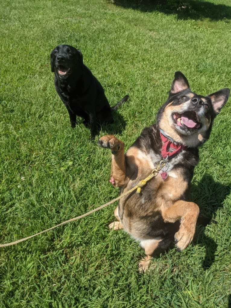 Cythera, an Australian Cattle Dog and American Pit Bull Terrier mix tested with EmbarkVet.com