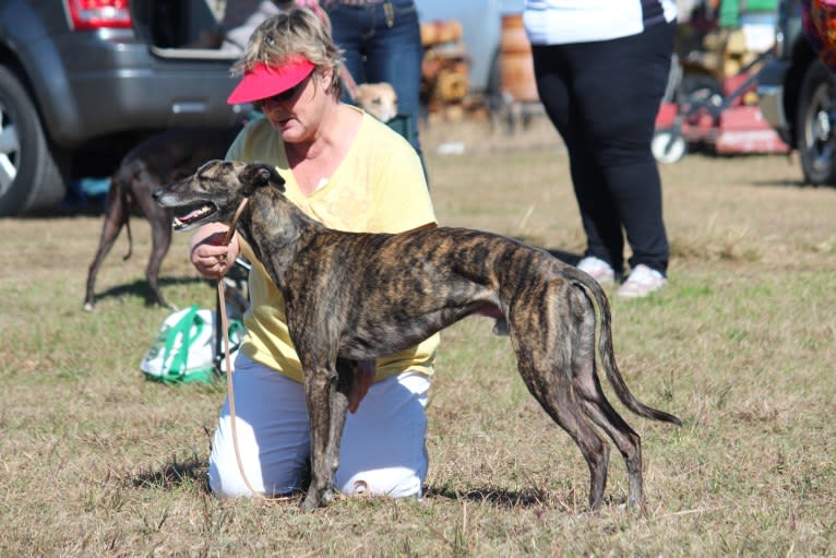 Remy, a Whippet tested with EmbarkVet.com