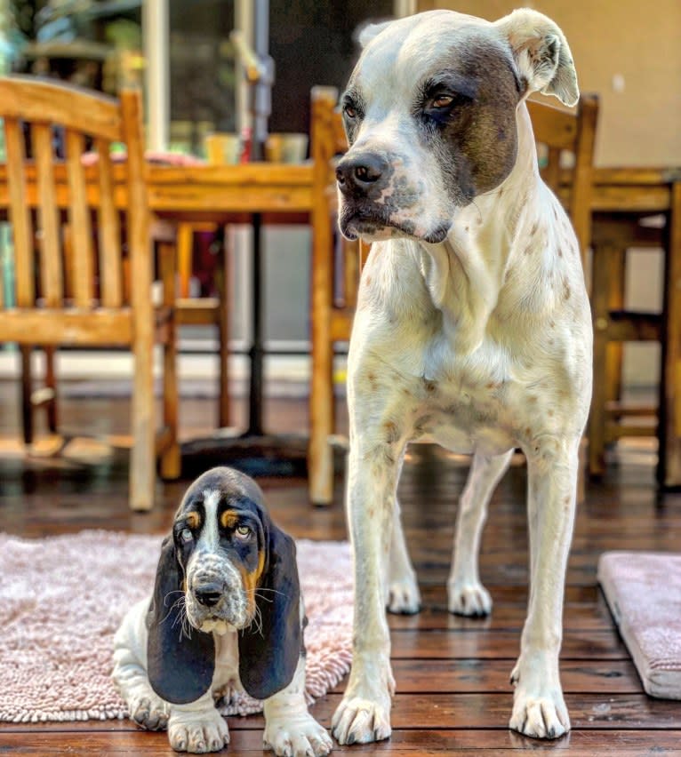 Aubin, an American Bulldog and Brittany mix tested with EmbarkVet.com