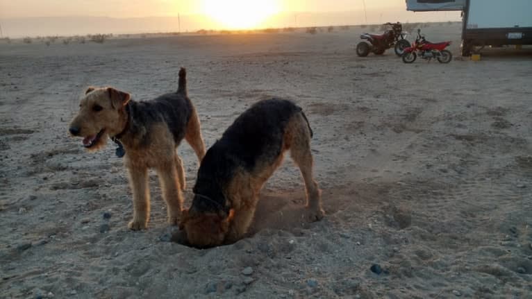 Kratos, an Airedale Terrier tested with EmbarkVet.com