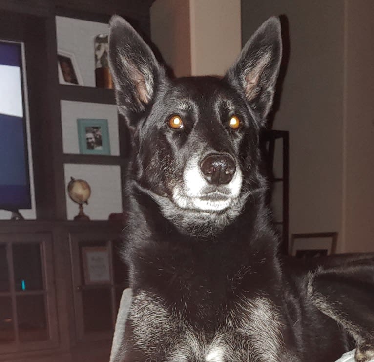 Lexi, a Siberian Husky and German Shepherd Dog mix tested with EmbarkVet.com