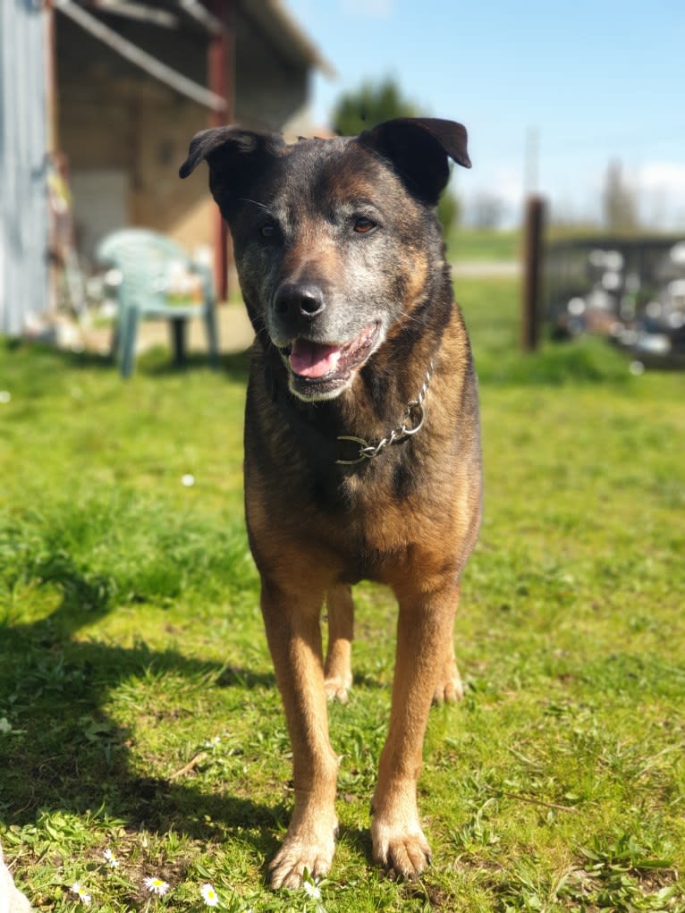 Alfie, a Belgian Malinois and Rottweiler mix tested with EmbarkVet.com