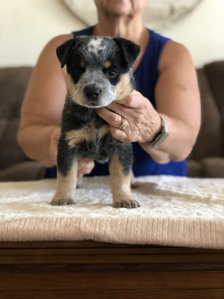 Rocket, an Australian Cattle Dog tested with EmbarkVet.com