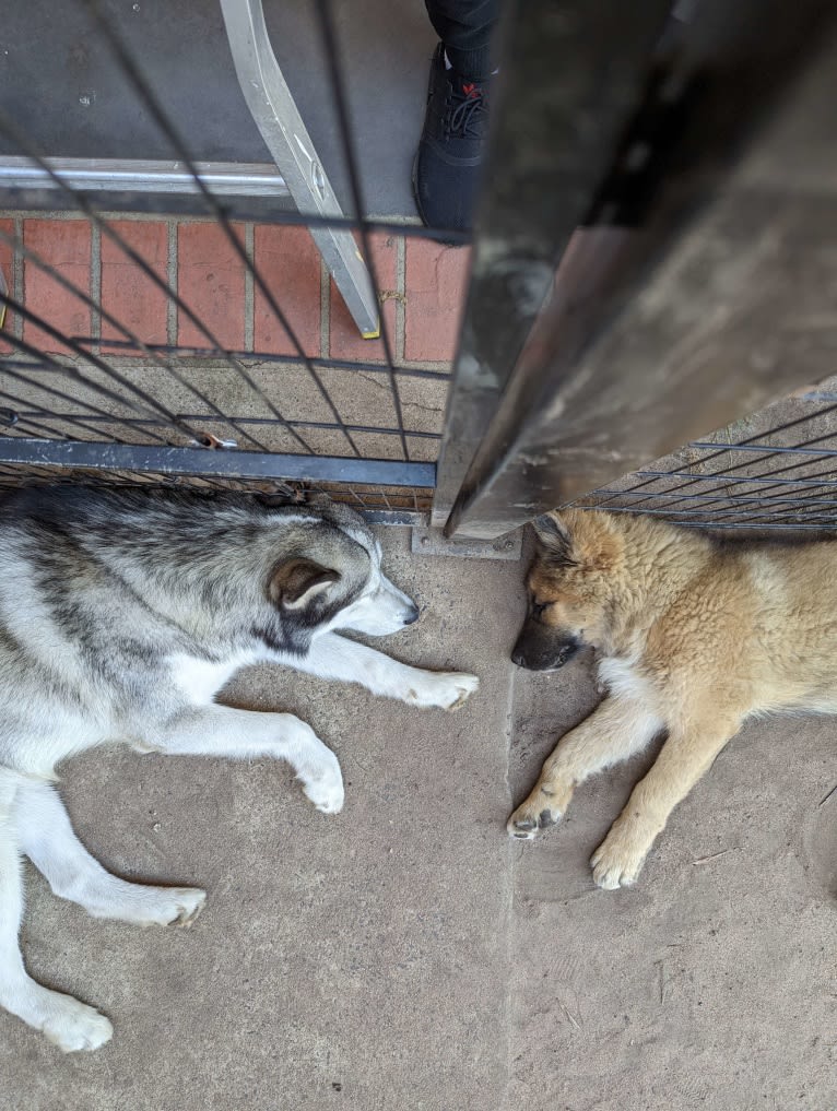 Tinos, a German Shepherd Dog and Alaskan Malamute mix tested with EmbarkVet.com