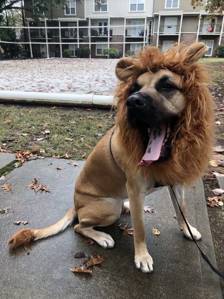 Baloo, a Cane Corso and Labrador Retriever mix tested with EmbarkVet.com