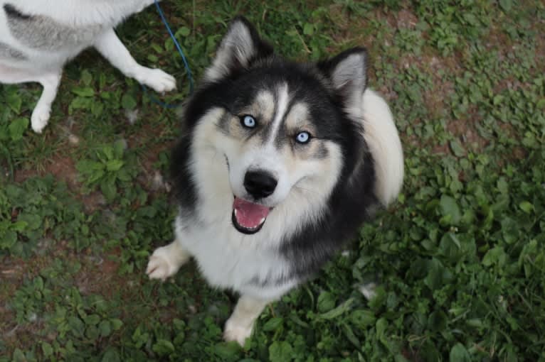 Iroh, a Siberian Husky tested with EmbarkVet.com