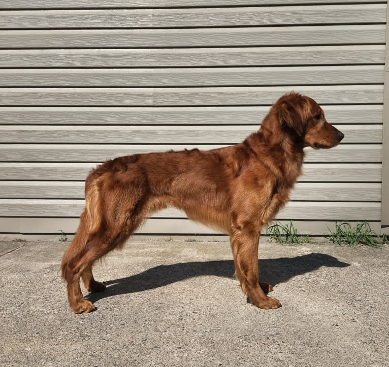 Eclipse, a Golden Retriever tested with EmbarkVet.com