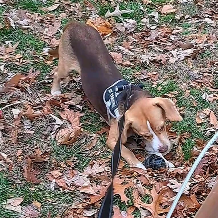 Bingo, a Beagle and American Pit Bull Terrier mix tested with EmbarkVet.com