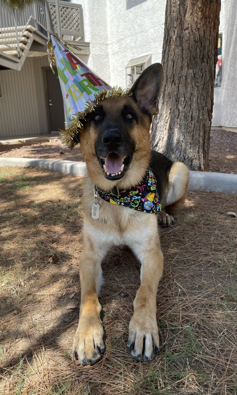 Jonas, a German Shepherd Dog tested with EmbarkVet.com