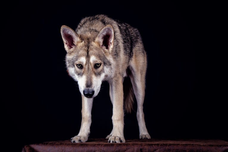 Cyrian Corvo Netis Tala, a Saarloos Wolfdog tested with EmbarkVet.com