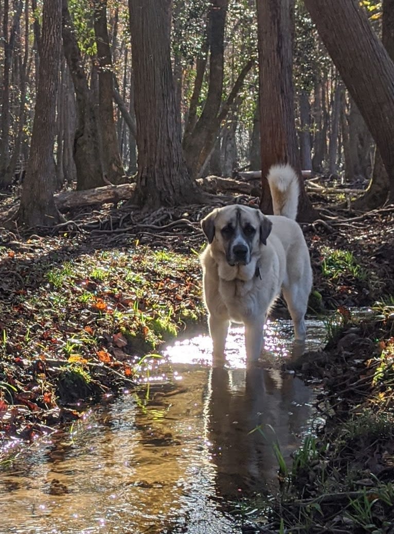 Turk, a Great Pyrenees and Anatolian Shepherd Dog mix tested with EmbarkVet.com