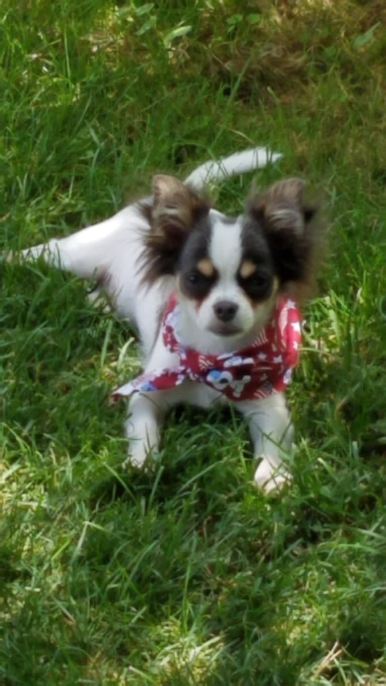 Gizzy, a Chihuahua tested with EmbarkVet.com