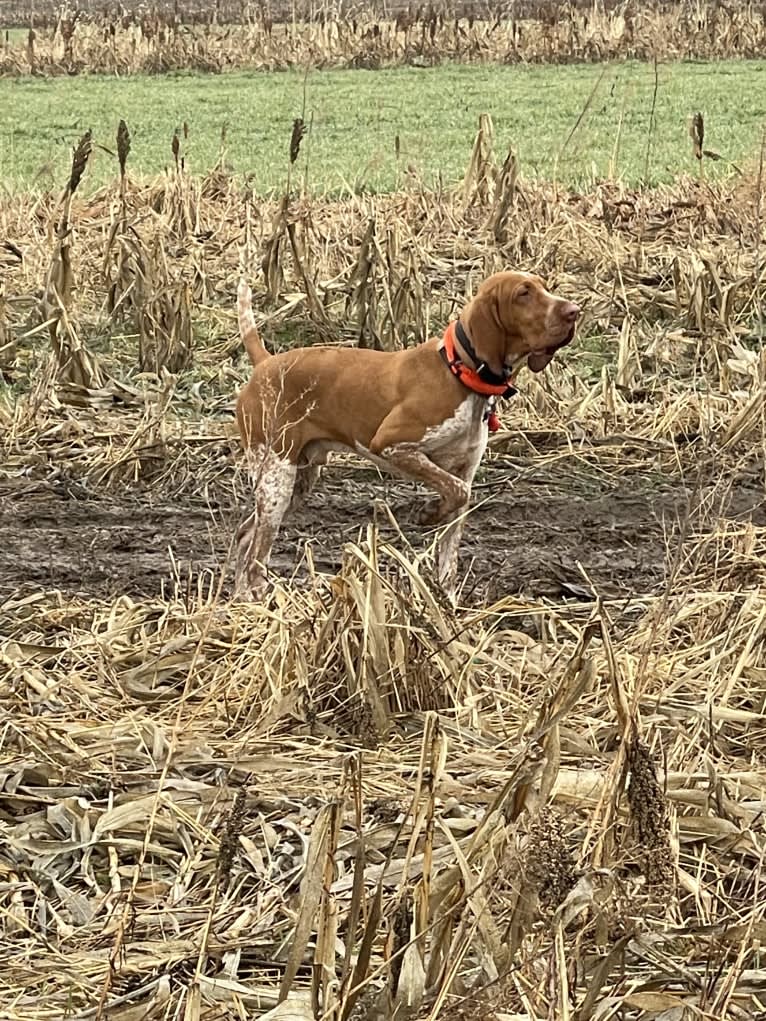 Archie, a Bracco Italiano tested with EmbarkVet.com