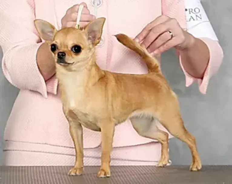 Photo of Allure, a Chihuahua 