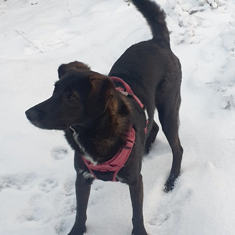 Bucu, an Eastern European Village Dog tested with EmbarkVet.com