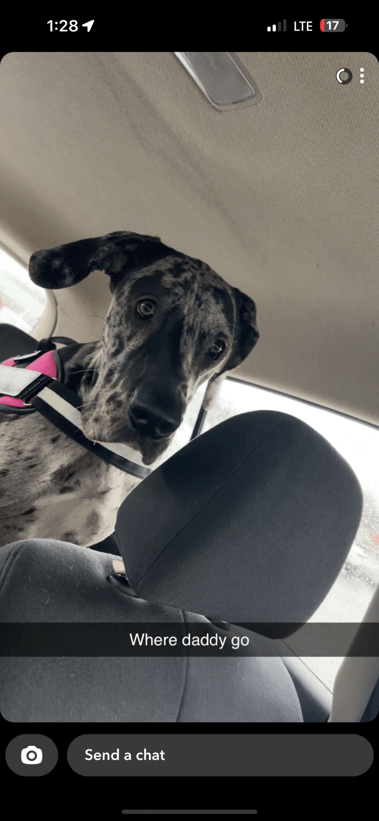 Dream Hunter, a Great Dane tested with EmbarkVet.com
