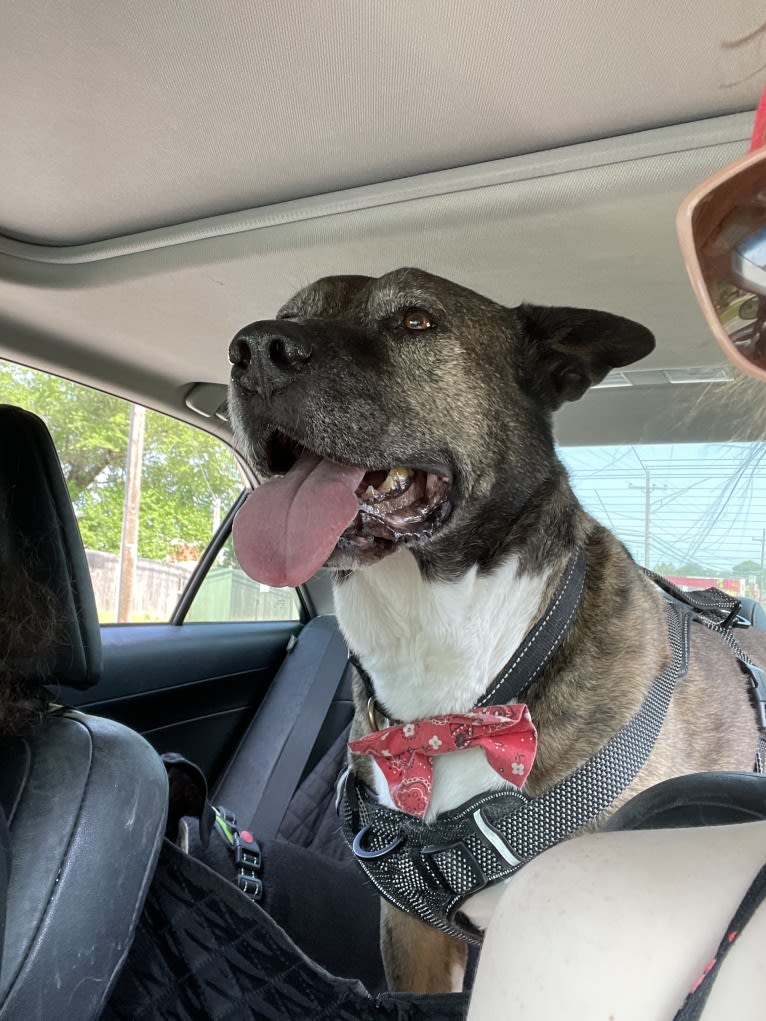 Gus, an American Pit Bull Terrier and Akita mix tested with EmbarkVet.com