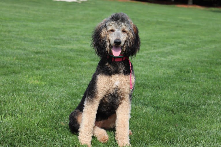 Marlo, a Poodle (Standard) tested with EmbarkVet.com