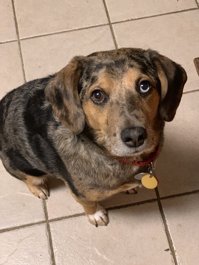 Gus, a Beagle and Labrador Retriever mix tested with EmbarkVet.com