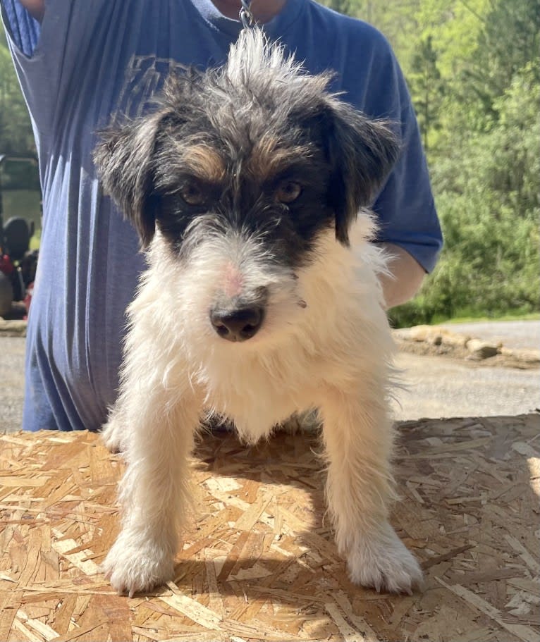 Ryker, a Russell-type Terrier tested with EmbarkVet.com