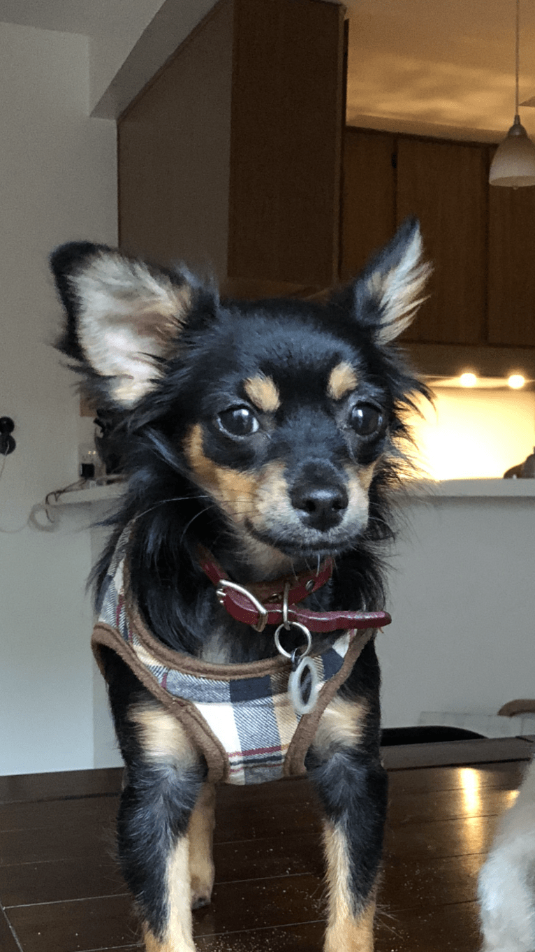 Bauer, a Chihuahua and Pekingese mix tested with EmbarkVet.com