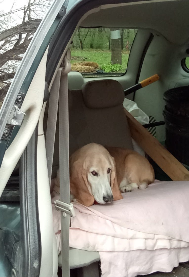 Aster, a Basset Hound tested with EmbarkVet.com