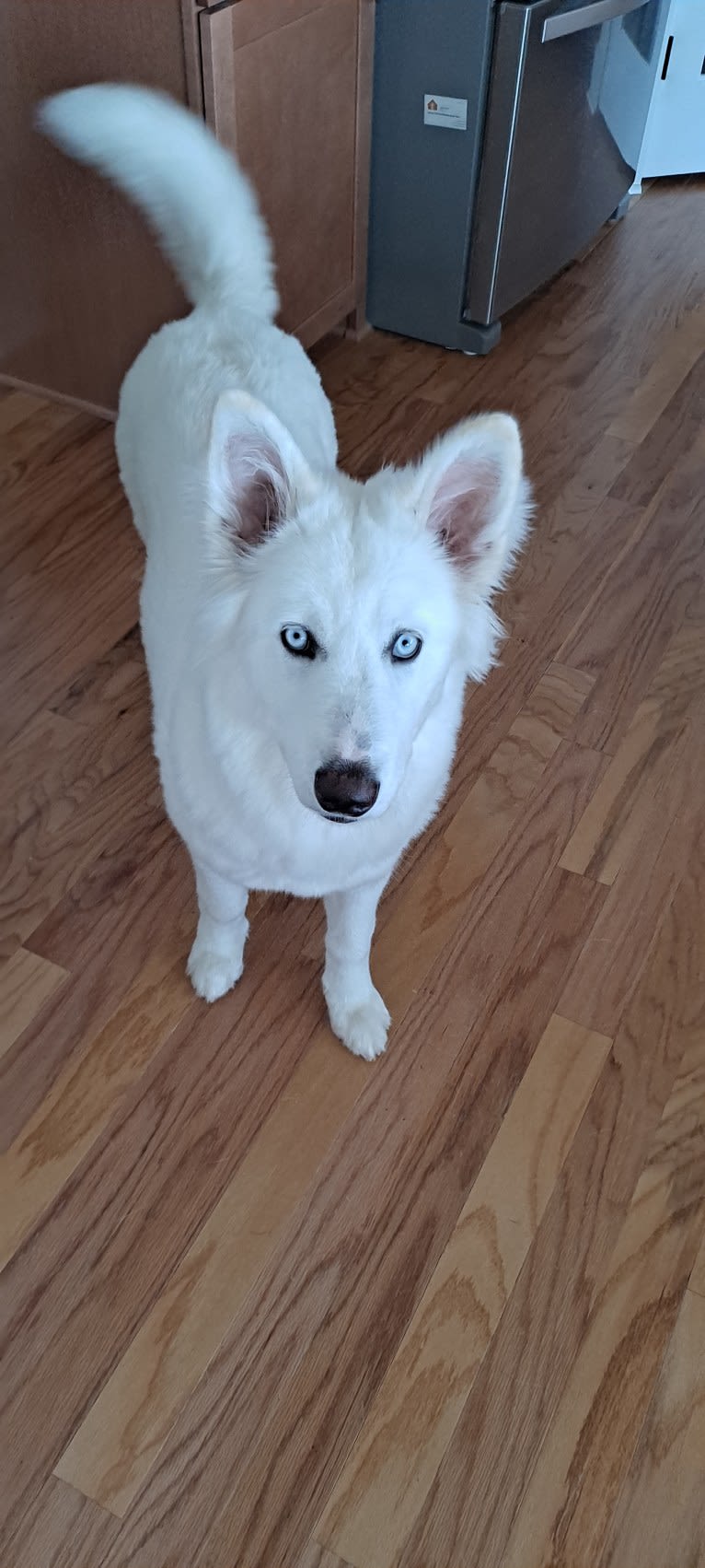 Dakota, a Siberian Husky and Alaskan Malamute mix tested with EmbarkVet.com